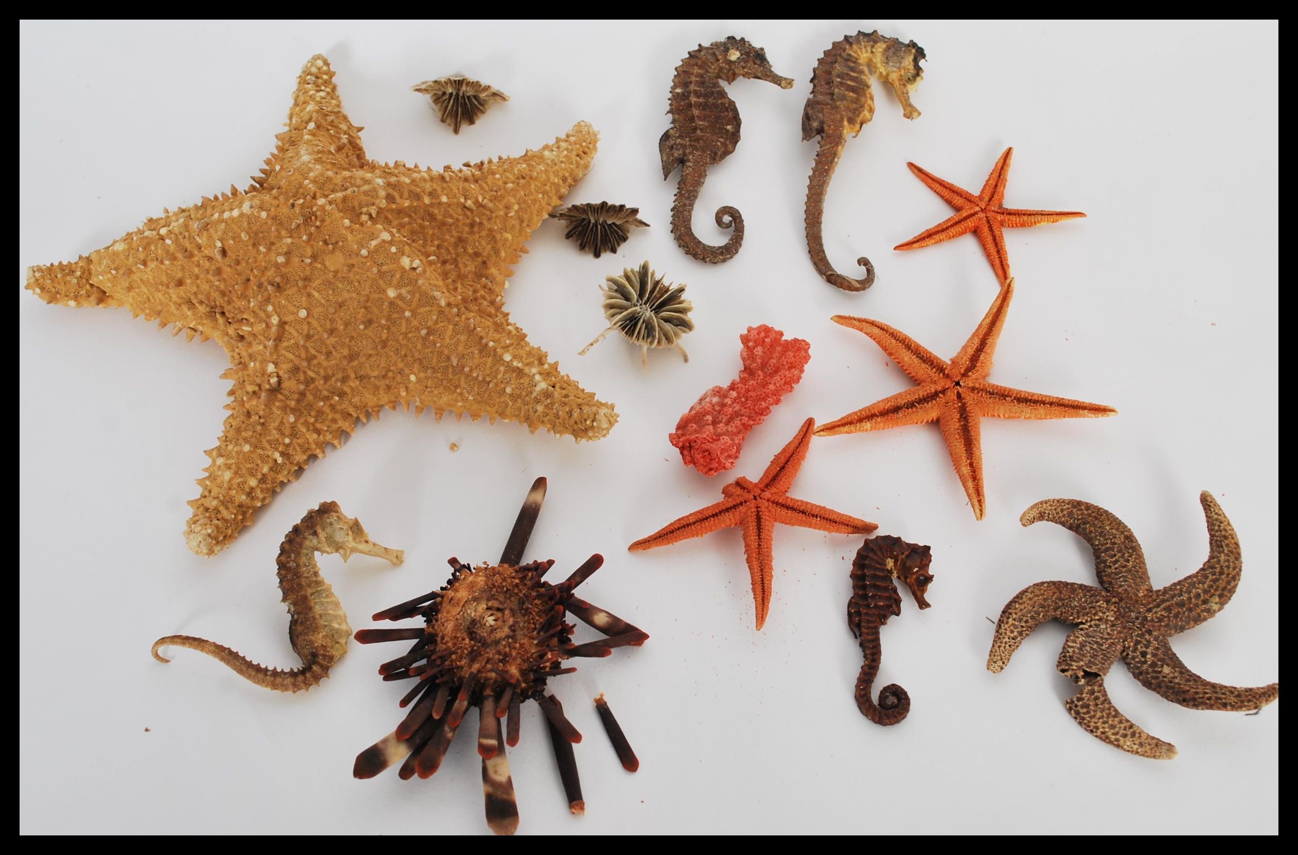 Starfish JM003 38.5 cms Giant Dissected Taxidermy Collection 100% natural Diving